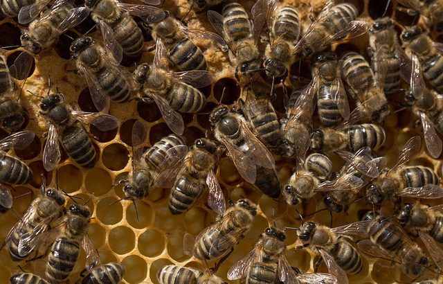 abelha rainha mel colmeia